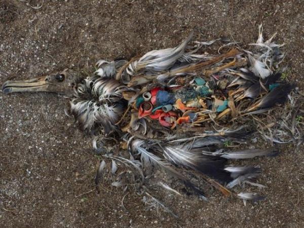 Plastmasas atkritumu nogalināts putns Austrālijā
